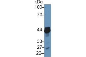 Detection of TACR2 in Porcine Heart lysate using Polyclonal Antibody to Tachykinin Receptor 2 (TACR2) (TACR2 抗体  (AA 92-290))