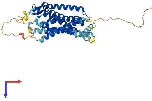 Neuropeptide Y Receptor Y4 (NPY4R) (AA 1-375) protein (His tag)