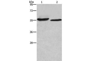 Western Blot analysis of SP20 cell and Mouse heart tissue using AMIGO2 Polyclonal Antibody at dilution of 1:615 (AMIGO2 抗体)