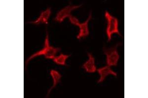 ABIN6268899 staining NIH-3T3 by IF/ICC. (Gastrin 抗体  (C-Term))