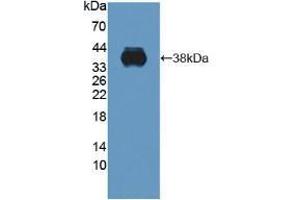 Western blot analysis of recombinant Human C1QTNF9. (C1QTNF9 抗体  (AA 20-333))