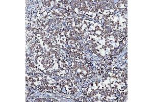 IHC analysis of SEC23IP using anti-SEC23IP antibody (ABIN7601222).
