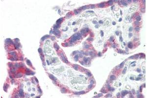 Image no. 2 for anti-G Protein-Coupled Receptor 87 (GPR87) (N-Term) antibody (ABIN6749726) (GPR87 抗体  (N-Term))
