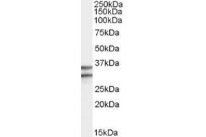 Western Blotting (WB) image for anti-G Protein-Coupled Receptor 3 (GPR3) (Internal Region) antibody (ABIN2466520) (GPR3 抗体  (Internal Region))