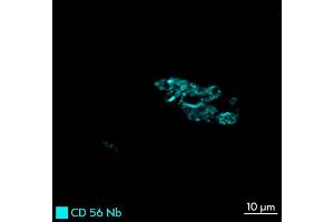 Immunofluorescence staining of human appendix tissue sample. (Recombinant CD56 抗体  (Extracellular Domain) (Atto 565))
