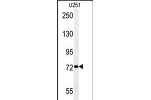 DEPDC1 Antibody (N-term) (ABIN651620 and ABIN2840329) western blot analysis in  cell line lysates (35 μg/lane). (DEPDC1 抗体  (N-Term))