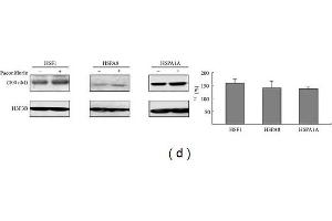 Enhancement of chaperone expression by paeoniflorin in 293 cells. (Histone H3.3B 抗体  (full length))