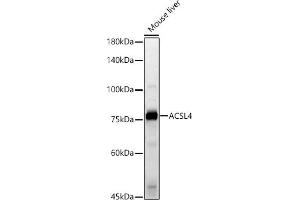 Western blot analysis of extracts of Mouse liver, using  antibody (ABIN6129864, ABIN6136458, ABIN6136459 and ABIN6222564) at 1:500 dilution. (ACSL4 抗体  (AA 1-280))