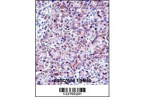 CELA3A Antibody immunohistochemistry analysis in formalin fixed and paraffin embedded human pancreas tissue followed by peroxidase conjugation of the secondary antibody and DAB staining. (Elastase 3A 抗体  (AA 157-186))