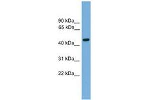 Image no. 1 for anti-Forkhead Box A2 (FOXA2) (AA 271-320) antibody (ABIN6744565) (FOXA2 抗体  (AA 271-320))