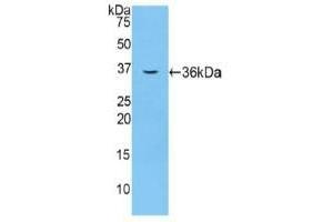 Detection of Recombinant F5, Mouse using Polyclonal Antibody to Coagulation Factor V (F5) (Coagulation Factor V 抗体  (AA 1863-2161))