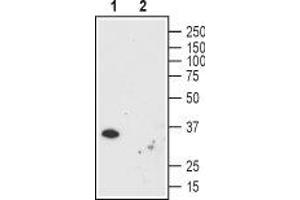Western blot analysis using Mouse Anti-Human Orai1 (extracellular) Antibody (ABIN7043409 and ABIN7044554), (1:200): - 1. (ORAI1 抗体  (Extracellular))