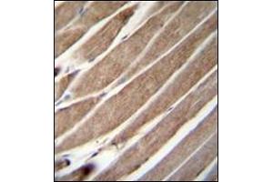 Formalin Fixed, Paraffin Embedded Human skeletal muscle stained with ATG4D Antibody (N-term) followed by peroxidase conjugation to the secondary antibody and DAB staining. (ATG4D 抗体  (N-Term))
