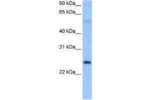 ROPN1B antibody used at 0. (ROPN1B 抗体  (N-Term))