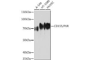Western blot analysis of extracts of various cell lines, using CD155/PVR Rabbit mAb (ABIN7269431) at 1:1000 dilution. (Poliovirus Receptor 抗体)