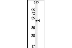 A4GALT Antibody (N-term) (ABIN654075 and ABIN2843970) western blot analysis in 293 cell line lysates (35 μg/lane). (A4GALT 抗体  (N-Term))