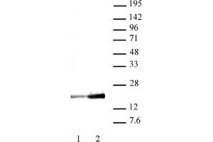 Histone H3K9ac antibody (mAb) (Clone 2G1F9) tested by Western blot. (Histone 3 抗体  (H3K9ac))