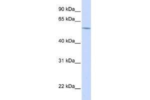 Western Blotting (WB) image for anti-alpha-1-B Glycoprotein (A1BG) (N-Term) antibody (ABIN2778136)