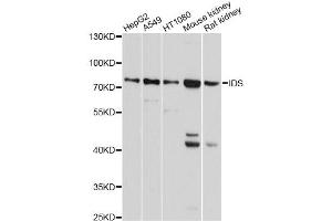 Western blot analysis of extracts of various cell lines, using IDS antibody (ABIN5975336) at 1/1000 dilution. (IDS 抗体)