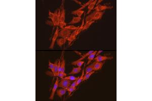 Immunofluorescence (IF) image for anti-Casein Kinase 2, alpha Prime Polypeptide (CSNK2A2) (AA 1-350) antibody (ABIN3022253)