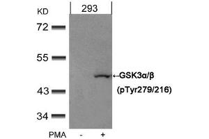 Western blot analysis of extracts from 293 cells untreated or treated with PMA using GSK3α/β(Phospho-Tyr279/216) Antibody. (Glycogen Synthase Kinase 3 (GSK3) (pTyr216), (pTyr279) 抗体)