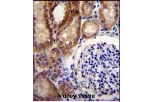 CLCN7 Antibody (C-term) (ABIN655808 and ABIN2845235) immunohistochemistry analysis in formalin fixed and paraffin embedded human kidney tissue followed by peroxidase conjugation of the secondary antibody and DAB staining. (CLCN7 抗体  (C-Term))