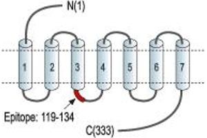 Representative domain view of the target of ABIN7885353.