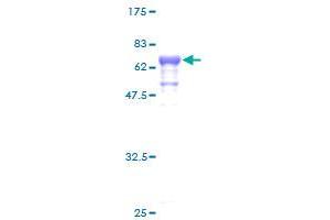 Septin 1 Protein (SEPT1) (AA 1-367) (GST tag)