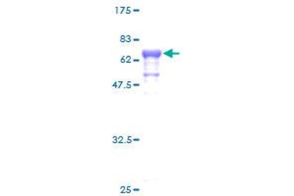 Septin 1 Protein (SEPT1) (AA 1-367) (GST tag)