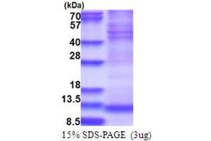 SDS-PAGE (SDS) image for NADH Dehydrogenase (Ubiquinone) 1 alpha Subcomplex, 4 (NDUFA4) (AA 1-81) protein (His tag) (ABIN5853739) (NDUFA4 Protein (AA 1-81) (His tag))