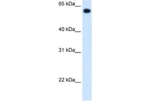 Western Blotting (WB) image for anti-Aldehyde Dehydrogenase 4 Family, Member A1 (ALDH4A1) antibody (ABIN2462884) (ALDH4A1 抗体)