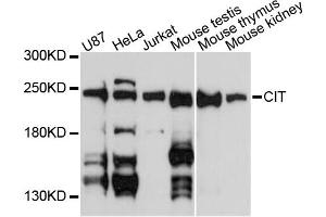 Western blot analysis of extracts of various cell lines, using CIT antibody (ABIN5971895) at 1:3000 dilution. (CIT 抗体)