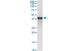 Immunoprecipitation (IP) image for anti-Fragile Site, Folic Acid Type, Rare, Fra(10)(q23.3) Or Fra(10)(q24.2) Candidate 1 (FRA10AC1) (AA 1-315) antibody (ABIN530454)