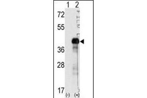Western Blotting (WB) image for anti-SRY (Sex Determining Region Y)-Box 2 (SOX2) (AA 89-119), (N-Term) antibody (ABIN388797)