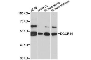 Western blot analysis of extracts of various cell lines, using DGCR14 antibody (ABIN6290316) at 1:3000 dilution. (DGCR14 抗体)