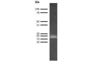 Western Blotting (WB) image for anti-Adiponectin (ADIPOQ) antibody (Biotin) (ABIN612807) (ADIPOQ 抗体  (Biotin))