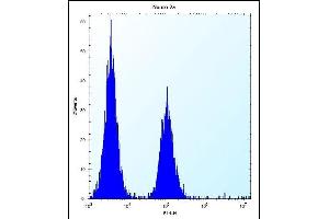 hGCN5 Antibody (C-term) (ABIN656132 and ABIN2845472) flow cytometric analysis of Neuro-2a cells (right histogram) compared to a negative control cell (left histogram). (KAT2A 抗体  (C-Term))