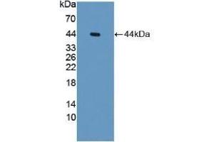 Western Blotting (WB) image for anti-serpin Peptidase Inhibitor, Clade B (Ovalbumin), Member 6 (SERPINB6) (AA 1-376) antibody (ABIN7441031)