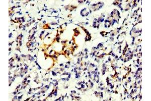 IHC image of ABIN7164077 diluted at 1:300 and staining in paraffin-embedded human pancreatic tissue performed on a Leica BondTM system. (PRDM1 抗体  (AA 1-122))