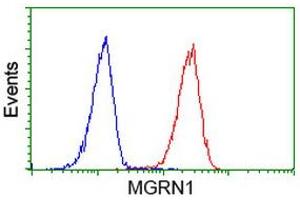 Image no. 1 for anti-Mahogunin, Ring Finger 1 (MGRN1) antibody (ABIN1499457) (Mahogunin RING Finger Protein 1 抗体)