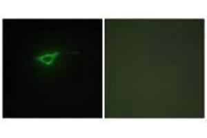 Immunofluorescence (IF) image for anti-Collagen, Type II, alpha 1 (COL2A1) (C-Term) antibody (ABIN7180145)
