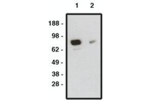 Image no. 1 for anti-Smoothened Homolog (Drosophila) (SMO) antibody (ABIN793703) (SMO 抗体)