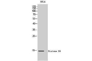 Western Blotting (WB) image for anti-Histone H4 (Lys317) antibody (ABIN3185042) (Histone H4 抗体  (Lys317))