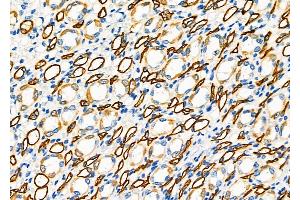 ABIN6261725 and ABIN6278861 at 1/100 staining Rat kidney tissue by IHC-P.