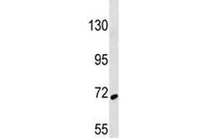 SYK antibody western blot analysis in 293 lysate (SYK 抗体  (AA 268-305))