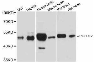 Western blot analysis of extracts of various cell lines, using POFUT2 antibody. (POFUT2 抗体)