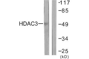 Western Blotting (WB) image for anti-Histone Deacetylase 3 (HDAC3) (C-Term) antibody (ABIN1848598) (HDAC3 抗体  (C-Term))
