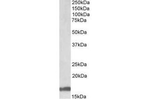 AP23698PU-N Galanin Antibody staining of Human Cerebellum lysate at 1 µg/ml (35µg protein in RIPA buffer). (Galanin 抗体  (Internal Region))