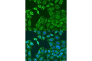 Immunofluorescence analysis of U2OS cells using AANAT antibody (ABIN6293599) at dilution of 1:100. (AANAT 抗体)
