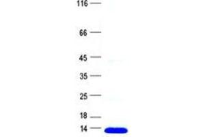 Validation with Western Blot (FXYD6P3 Protein (His tag))